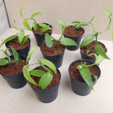 Green Vanilla Vine Live Plant, 3-7 Inches, For Outdoor Flower Garden Spaces