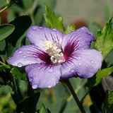 Live Purple Rose Of Sharon Flowering Shrub, 6-13 Inch Potted Hibiscus Plant