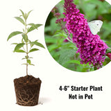 Dark Pink Butterfly Bush Live Plant, 4 To 6 Inch Starter Shrub For Garden