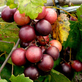 2 Black Muscadine Grape Live Vines, 5-8 Inch Tall Fruit Plants For Growing