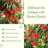 Live Red Easter Cactus, 5-7 Inch Indoor Houseplant For Hanging Basket Decor