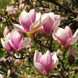 Live Saucer Magnolia Tree, Fragrant Blooms, 6-12 Inch Tall, 2.5-Inch Pot