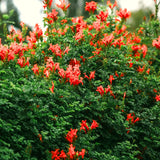 2 Live Red Honeysuckle Plants, 8-12 Inch Flowering Vines For Planting Tall