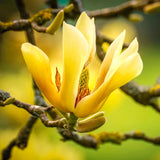 Live Yellow Bird Magnolia Flowering Tree, Blooms, 6-12 Inches, 2.5-Inch Pot