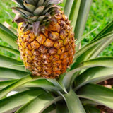 3 Live Pineapple Plants, Gold Tropical Fruit, 5-8 Inches Tall, Home Garden