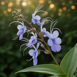 2 Live Blue Butterfly Clerodendrum Plants, Tropical Growth, 4-8 Inches