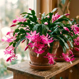 Pink Christmas Cactus Live Plants, 4-7 Inches, Indoor Home Decor Piece