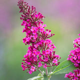 2 Raspberry Buddleia Shrubs, 4-7'' Tall Perennial Butterfly Bush Plants