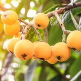 Live Loquat Fruit Tree In Gallon Pot, 10-14 Inch Plant For Garden Planting
