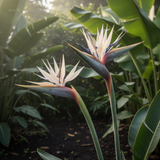 4 Live White Bird Of Paradise, Tropical Flower Plants, 4-8 Inches Tall