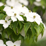 2 Kousa Dogwood Live Plants, White Flowers, 12-24 Inch Tall, Quart Pots