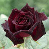 Live Garden Rose Bush, Random Single Plant With Fragrant Reblooming Flowers