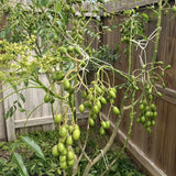 Live June Plum Tree In 1 Gallon Pot, 2-3 Feet Tall, For Garden Planting