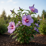 Live Purple Rose Of Sharon Shrub, 6-10 Inch Althea Hibiscus Flower Plant