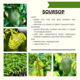 Live Soursop Guanabana Fruit Tree, Well Rooted Plant, 6-10 Inches Tall