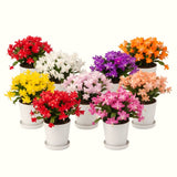 2 Live Mixed Christmas Cactus Plants, 3-6 Inch Houseplant Gift For Home