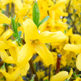 2 Live Forsythia Shrubs, 6-10 Inches Tall, Yellow Flowers, 4-Inch Pots