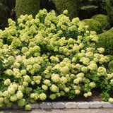 2 Rooted Hydrangea, Live Plants, Light Green Flower Shrubs, 4-Inch Pot