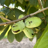 Live Pawpaw Fruit Tree, 6-12 Inch Bare Root Plant In Quart Pot, Outdoors