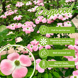 Deciduous Pink Dogwood Tree, Spring Blooms For Landscapes, 2.5 Inch Pot
