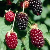 2 Live Boysenberry Plants, 5-8 Inch Trellis Vines, Indoor And Outdoor Use