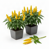 2 Live Plants, Yellow Shrimp Flowering Garden Shrubs, 4-7 Inches Tall Each