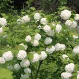 Live Old White Snowball Viburnum Blooming Shrub Plant, 8-12 Inches Tall