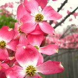 Pink Dogwood Flowering Tree, Live Outdoor Plant, 6-12 Inch, 2.5 Inch Pot