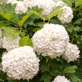 Live White Viburnum Shrub In 2.5 Inch Pot, Fast-Growing Outdoor Shrub Plant