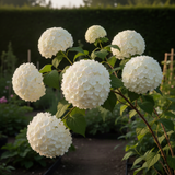 Live White Snowball Viburnum Shrub, 6-12 Inch Potted Outdoor Garden Plant