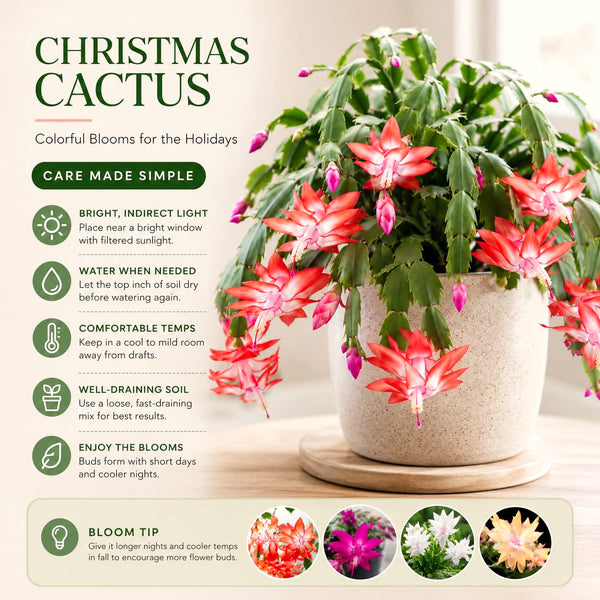 2 Live Christmas Cactus Plants, Orange Blooms, 3-6 Inch Gift Houseplant