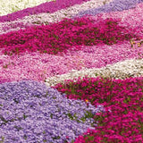 3 Live Creeping Phlox Plants, Mixed Flowers, 4-7 Inch Landscaping Starts