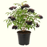 Live Elderberry Fruit Shrub, 4-8 Inches Tall In 4 Inch Pot, Hardy Plant