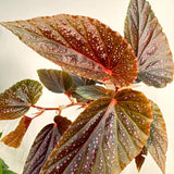 3 White Pink Spot Begonia Maculata Live Plants, Angel Wing, 5-9 Inches Tall