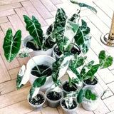 2 Live Variegated Philodendron Plants, Easy-Care Houseplants, 5-7 In Tall