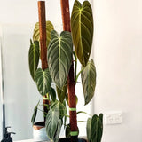 Trailing Black Gold Philodendron Live Houseplant, 5-8 Inch Tall, No Pot