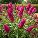 Live Raspberry Buddleia Butterfly Bush 5-9 In Tall, Spring Planting, No Pot