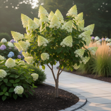 White Silver Dollar Hydrangea Shrub, Live Plant In 4-Inch Pot For Planting