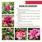 Live Red Rose Of Sharon Shrub, 6-13 Inch Potted Outdoor Althea Hibiscus