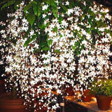 4 Mixed Clerodendrum Bleeding Heart Live Plants, 5-10 Inch Flower Vines