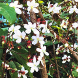 3 Wallichii Smithianum Live Bleeding Heart Vine Plants, 5-10 Inches Tall