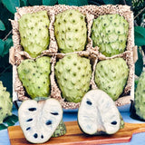 Live Random Sugar Apple Fruit Tree, 2-3 Ft Tall In Gallon Pot For Patios