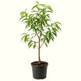 Live Peach Fruit Tree, 20-26 Inch Plant In 1 Gallon Pot, Orchard Garden