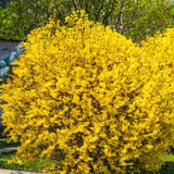 Live Lynwood Gold Forsythia Bush, Golden Bells Shrub, 6-12 Inches Tall