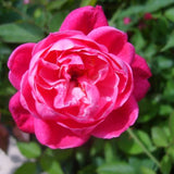 Live Red Rose Bush, Heirloom Fragrant Flower Plant, Rooted, 5-10 Inch Tall
