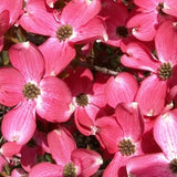 Pink Dogwood Flowering Tree, Live Outdoor Plant, 6-12 Inch, 2.5 Inch Pot