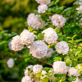 Live Old Snowball Viburnum Shrub, White Blooms, 6-10 Inches, 4 Inch Pot