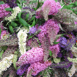 2 Butterfly Bush Starter Plants, Mixed Colors, Perennial Shrubs, 4-7 Inches