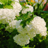 White Snowball Viburnum, Hardy Live Flowering Shrub In Pot, 6-12 Inch Tall