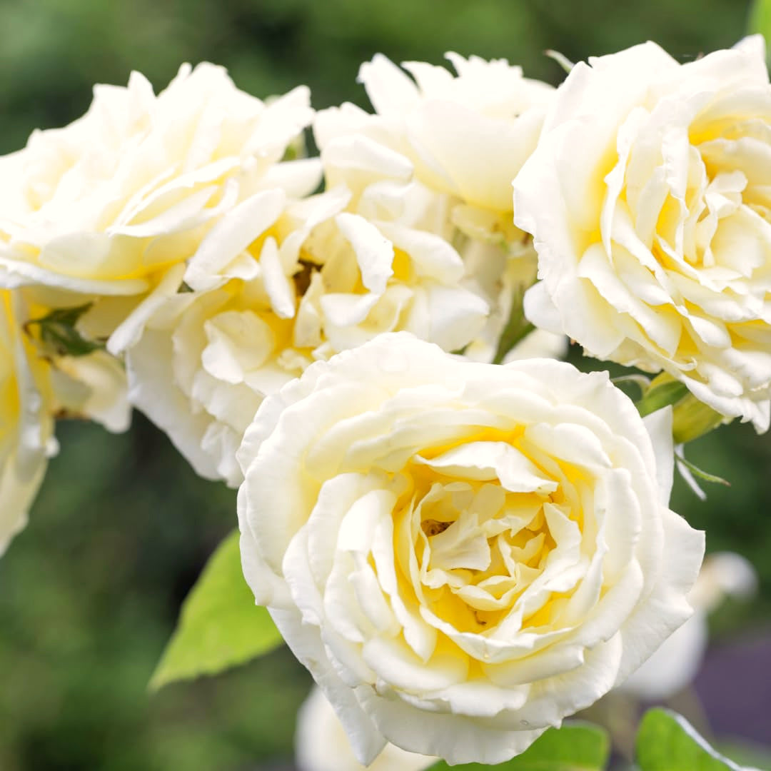 2 Live Climbing Rose Plants, Fragrant Mixed Colors, Blooming Rose Bushes